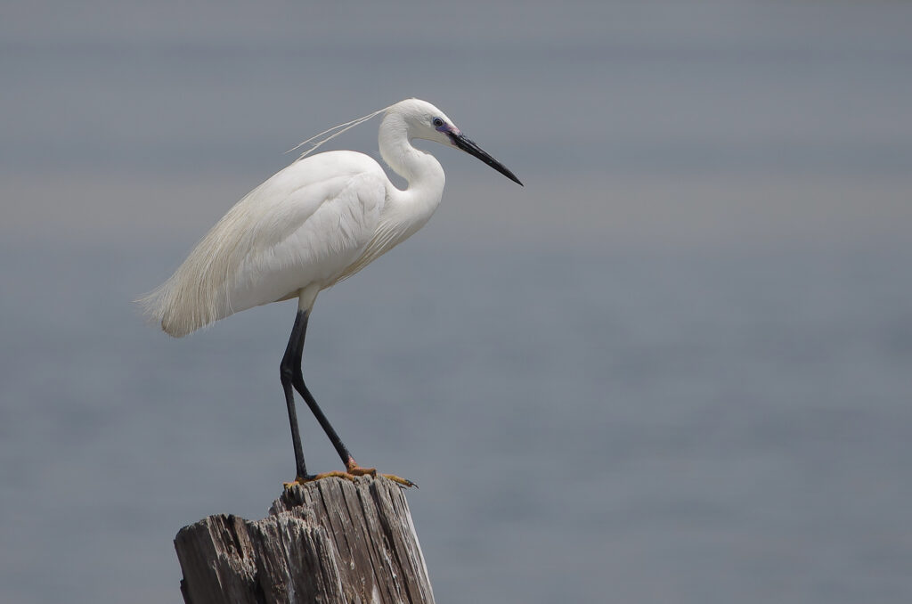 biodiversité au lac de saint cassien proche de la villa noelie en france